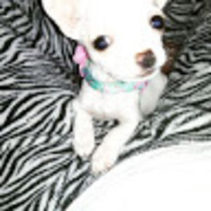 Meet your Posher, M.